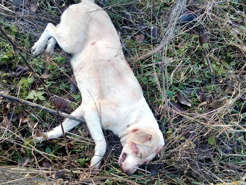 pusca