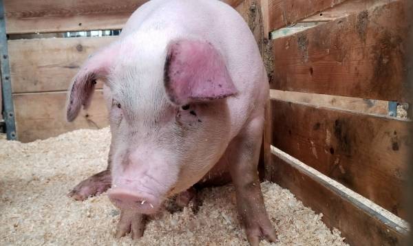 porc