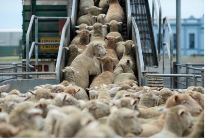 Noi măsuri impuse de ANSVSA pentru comerţul cu animale vii, după blocarea Canalului Suez