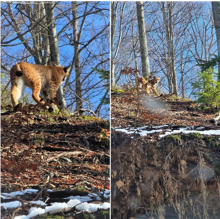 Un râs a fost văzut într-o pădure a Ocolului Silvic Geoagiu