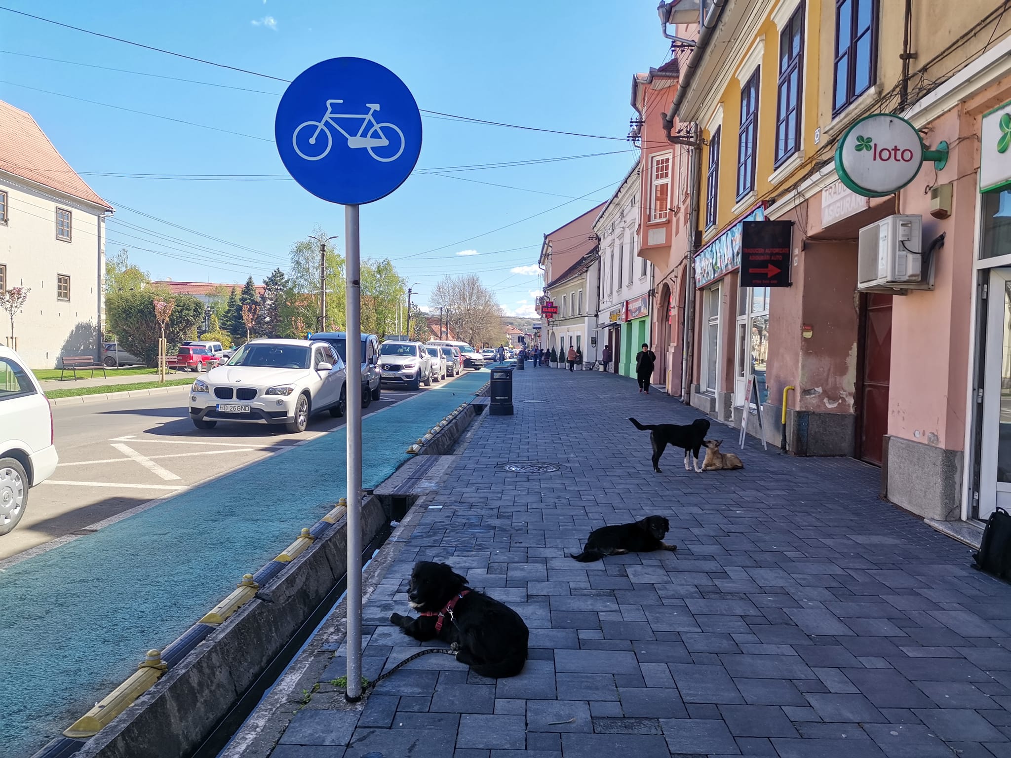 4 aprilie: Ziua Internațională a Animalelor fără Stăpân