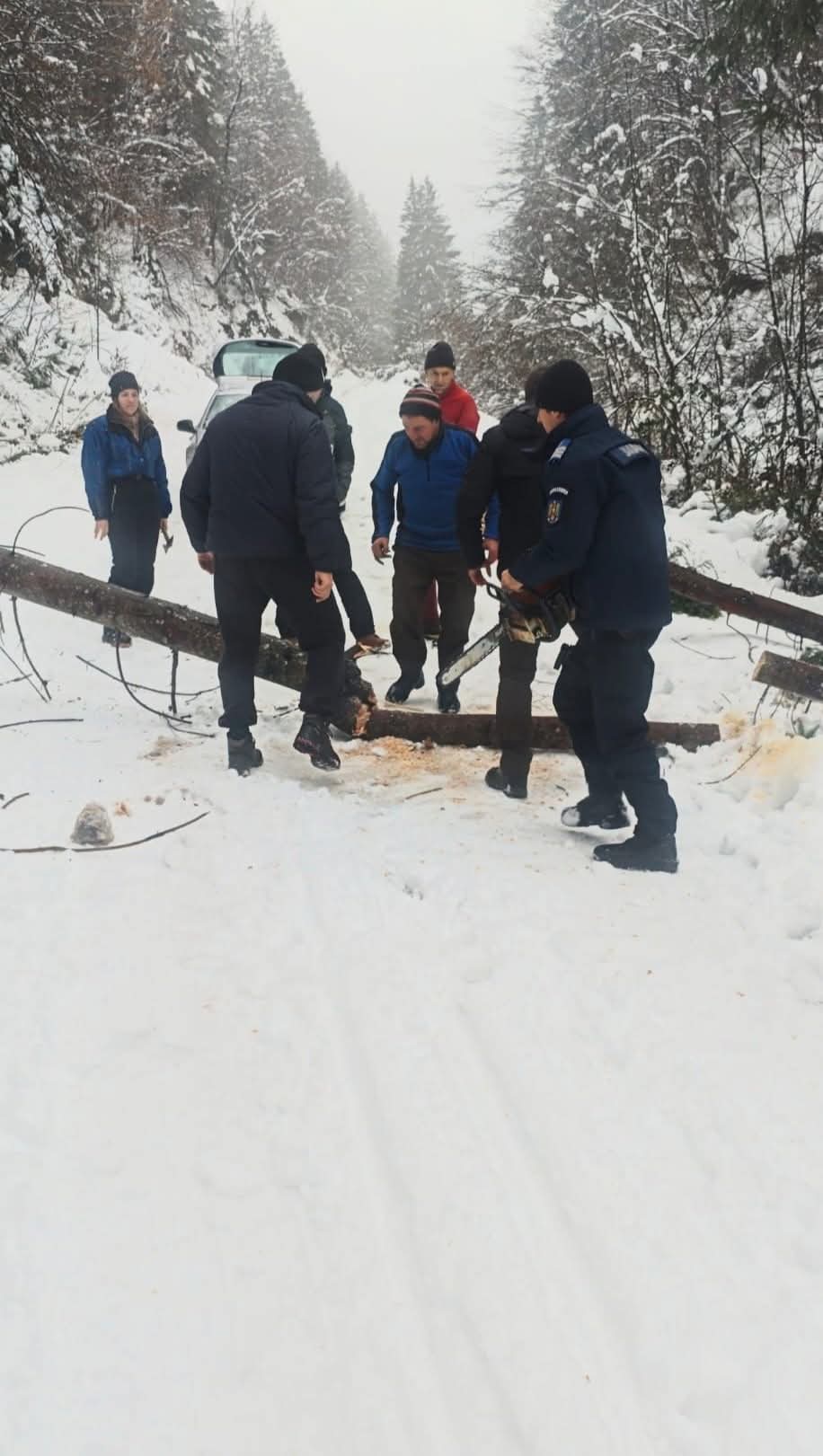 Copac căzut pe carosabil îndepărtat de jandarmii din Roșia Montană