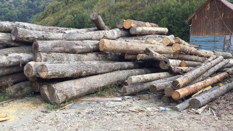 Aproape 200 metri cubi de lemn confiscat și 53 de amenzi, în urma unei acțiuni pentru prevenirea și combaterea tăierilor ilegale de arbori