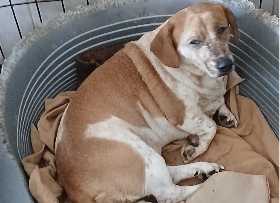 „Misiune de suflet” pentru pompierii din Alba: Au salvat un cățel, dintre dărâmăturile blocului afectat de explozia din Alba Iulia