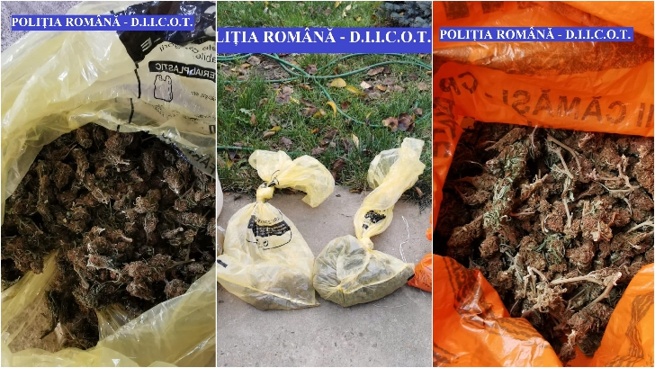Tânăr judecat la Tribunalul Alba pentru deținere de canabis: Detalii din perioada 2025-2026