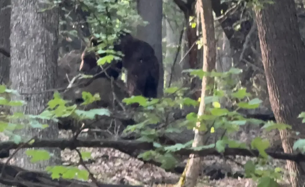 Alertă RO-ALERT în Cugir: Ursoaică cu doi pui observată în zona Dumbrava