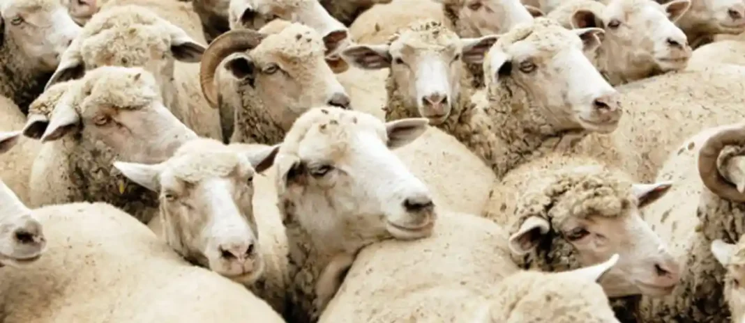 Carcasele de bovine și ovine din România ar putea ajunge mai rapid în Orientul Mijlociu prin Turcia, anunță ANSVSA