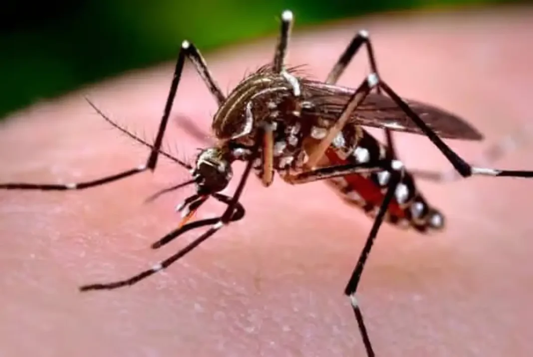 Creștere alarmantă a cazurilor de infecție cu virusul West Nile în România: 46 de cazuri și două decese raportate în ultimele două luni