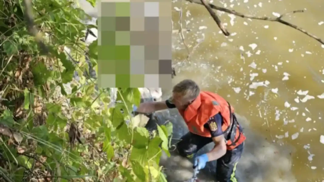 FOTO | Turmă de oi căzută în râul Mureș: Intervenție de salvare pentru 35, dar 8 au pierit