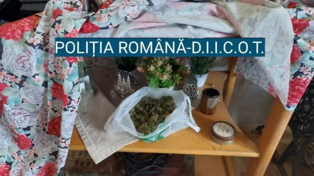 Inculpat trimis în judecată pentru deținere de cannabis: Tribunalul Alba dă undă verde procesului