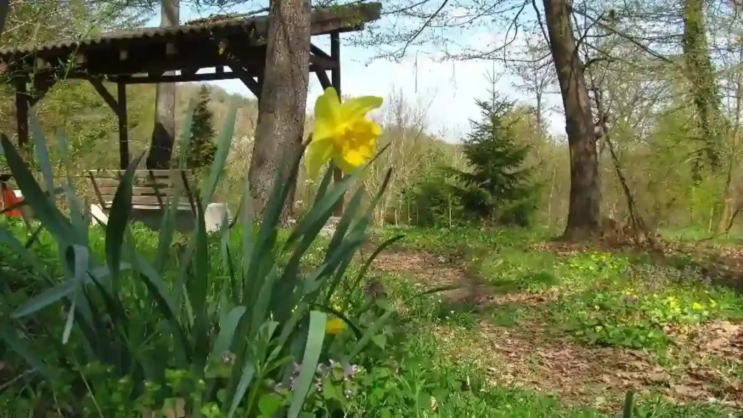 Instalarea unei copertine la intrarea Parcului Dendrologic din Alba Iulia: Motivele necesității acesteia