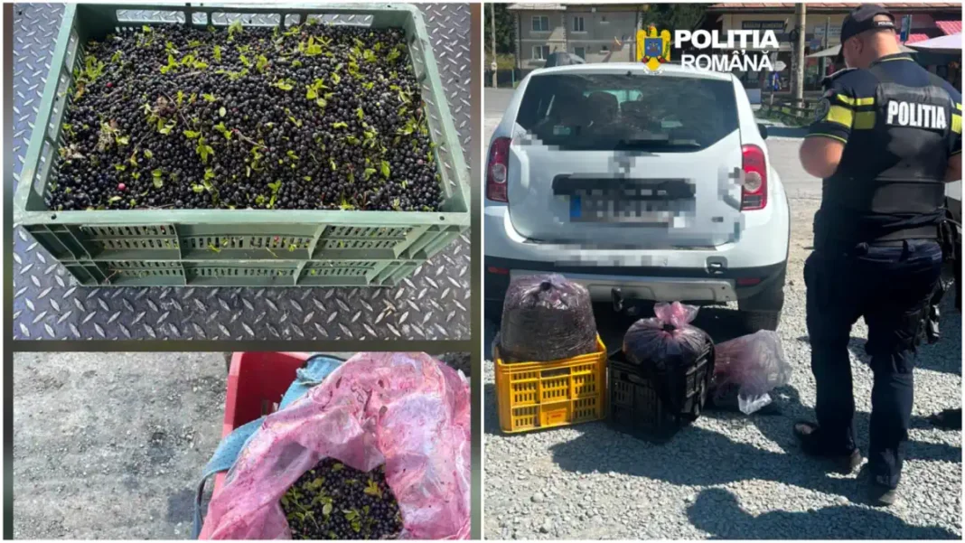 Motivul intervenției polițiștilor și jandarmilor în Apuseni: Operațiunea „afinele” inițiată la solicitarea primarilor din zonă. Culegătorii din alte județe, în vizor