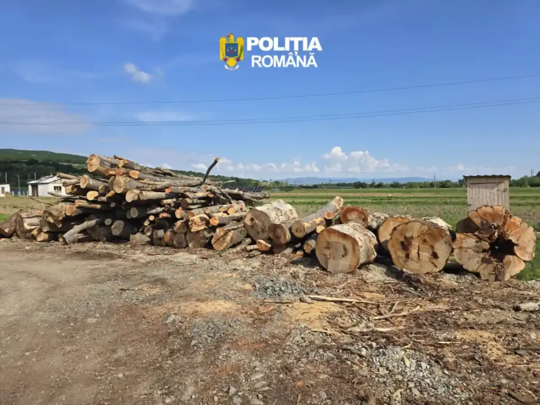 Operațiunea Scutul Pădurii în Alba: Sancțiuni de aproape 10.000 de lei și peste 140 metri cubi de lemn confiscat de autorități