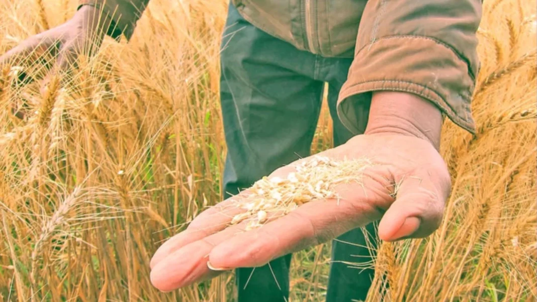 Paradoxul agriculturii românești: Recorduri în câmp, pierderi financiare la raft. România exportă grâu la prețuri mici și importă alimente costisitoare