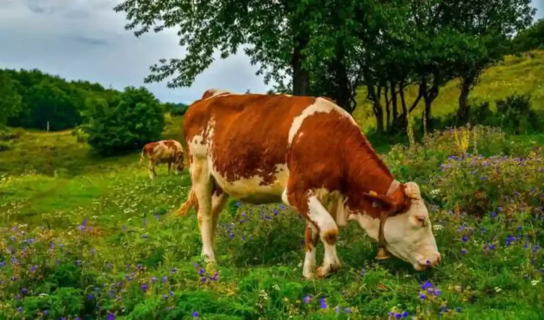 Parlamentul aprobă noi scheme de sprijin financiar pentru fermierii de bovine și porcine