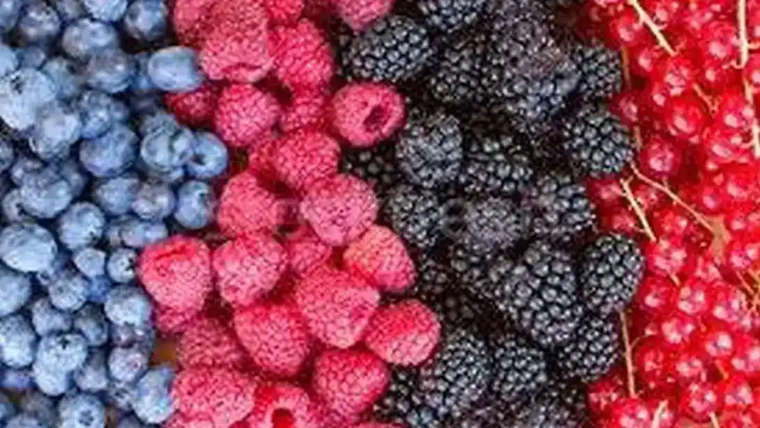 Poliția din Alba intensifică controalele în piețele agroalimentare: confiscări de afine și amenzi semnificative