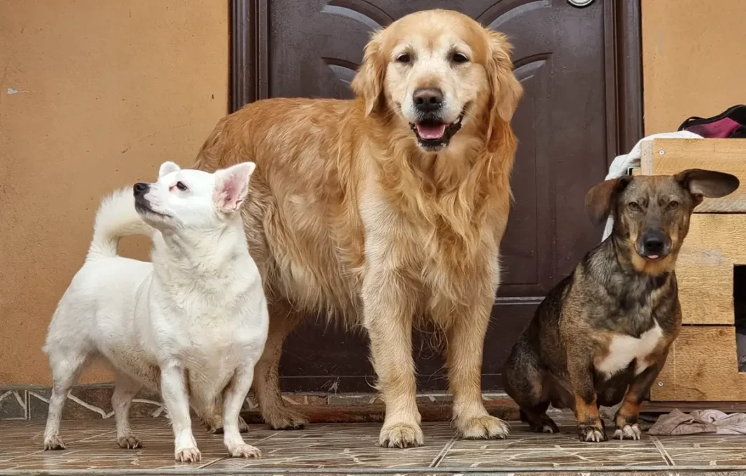 Campanie de sterilizare și microcipare a câinilor la Lupșa: Informări legale pentru proprietarii de animale