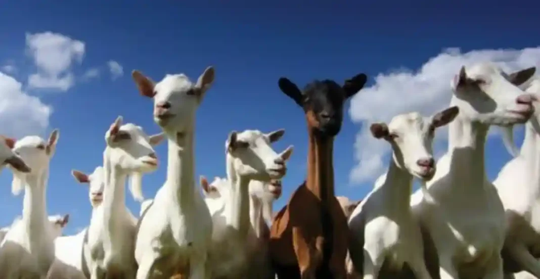 Exporturile de Ovine și Caprine, Reluate Până la Sfârșitul Anului