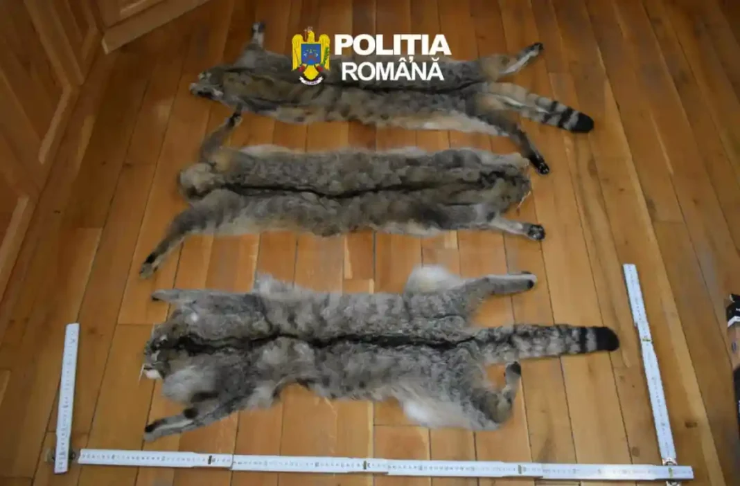 FOTO | Descinderi la Rimetea: Un bărbat investigat pentru vânătoare ilegală, surprins cu blănuri de pisică sălbatică, specie protejată