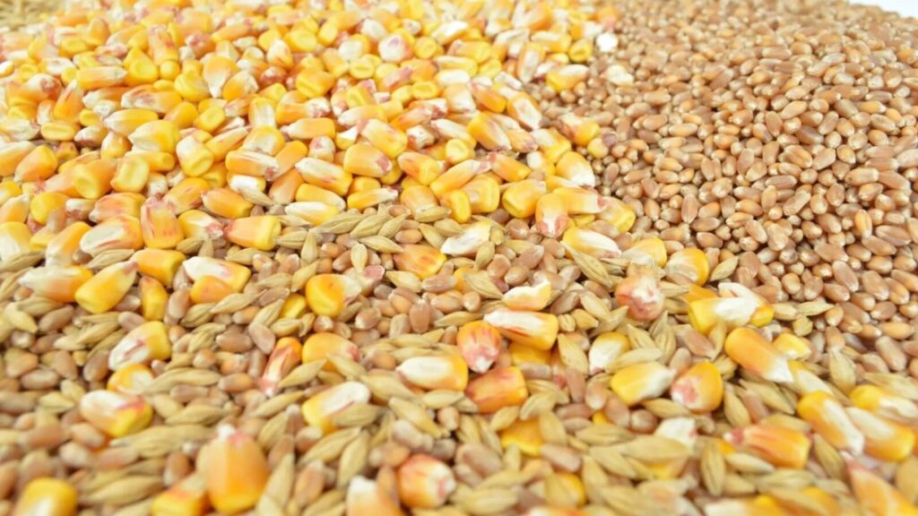 Prețuri mici la cereale, dificultăți pentru fermieri