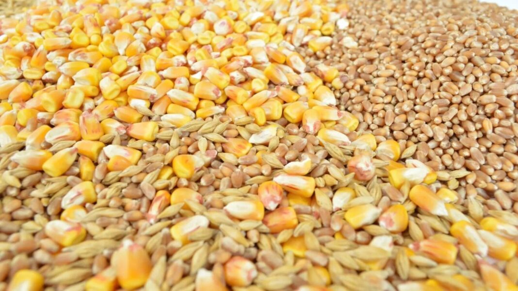 Prețuri mici la cereale, dificultăți pentru fermieri