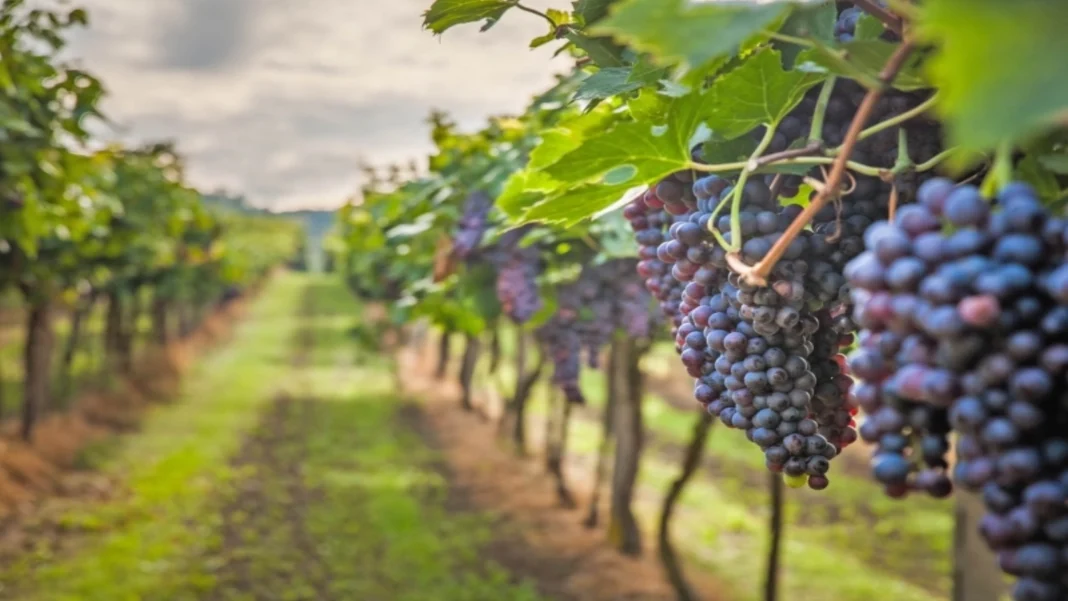 Scădere Drastică a Consumului de Vin în California