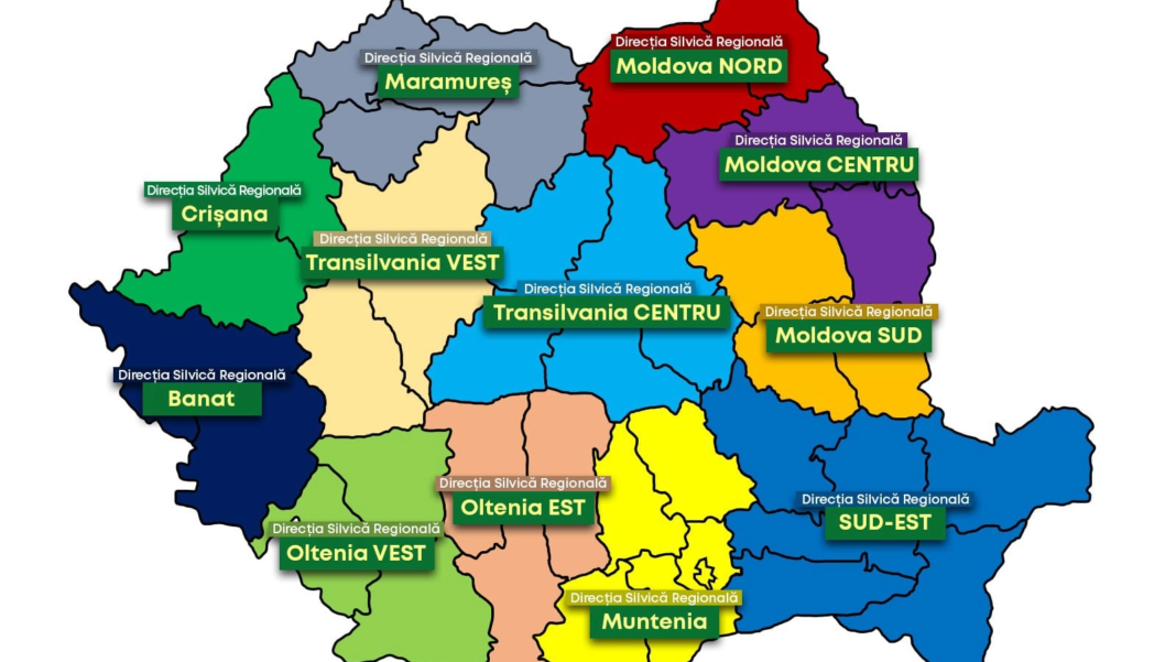 Sindicatele din silvicultură contestă reorganizarea Romsilva și solicită intervenția CSAT / Critici la adresa Dianei Buzoianu