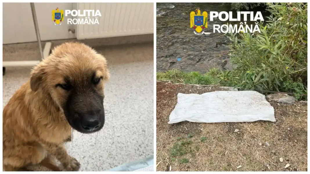 Bărbat Reținut pentru Cruzime față de Animale