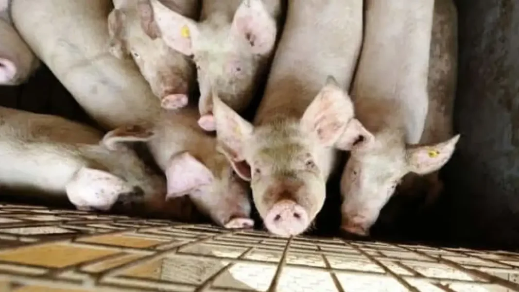 Focar de Pestă Porcină în Județul Sibiu